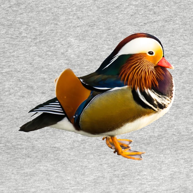 Mandarin duck by kawaii_shop